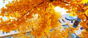 中央财经大学与澳大利亚维多利亚大学国际经济与贸易专业本科学士 ...